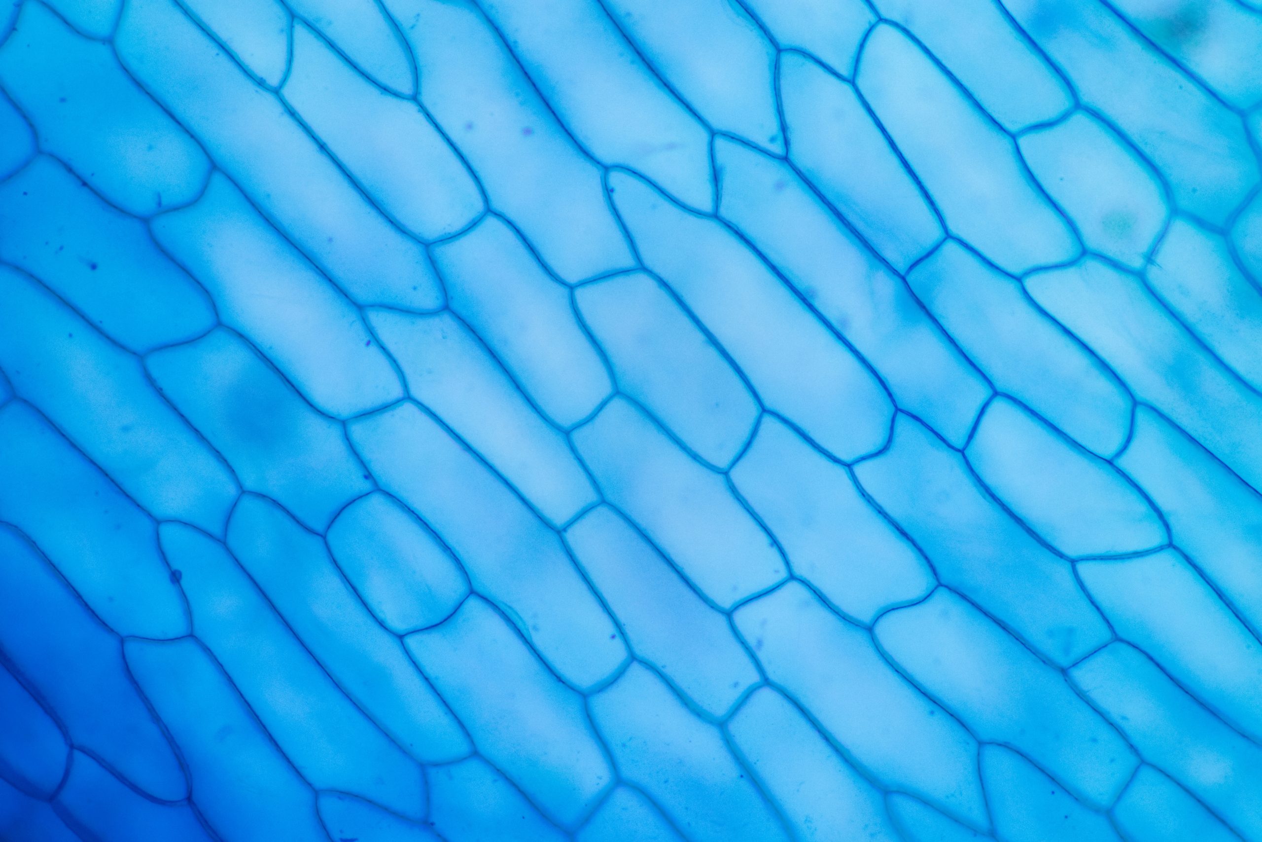 4cf21cc8ee680b9f01218dbe9cd72cd09723a026